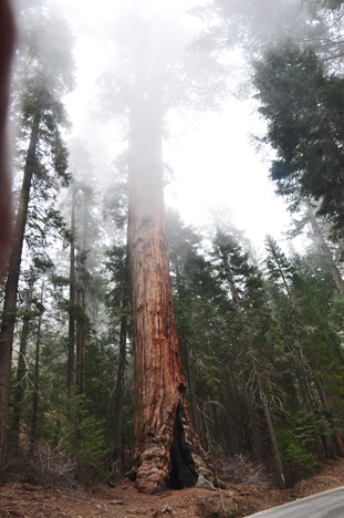 first sequoia trees we saw