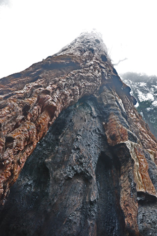 first sequoia trees we saw