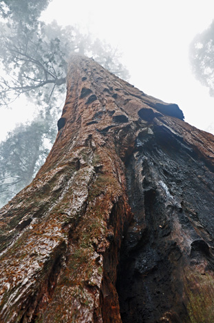 first sequoia trees we saw