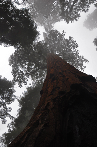 first sequoia trees we saw