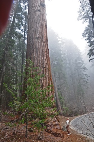 Lee looking up at a big sequoia tree