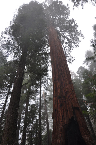 first sequoia trees we saw