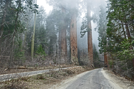 first sequoia trees we saw