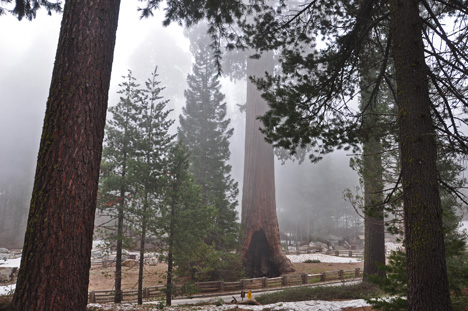 The Sentinel Sequoia tree
