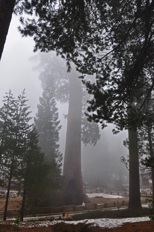 The Sentinel Sequoia tree and Lee Duquette