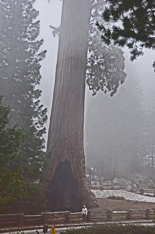 The Sentinel Sequoia tree and Lee Duquette