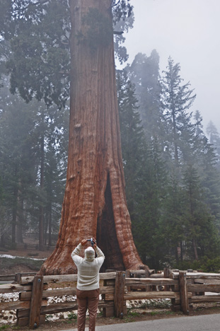 The Sentinel Sequoia tree and Lee Duquette