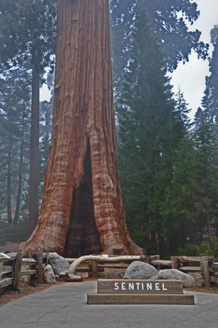 The Sentinel Sequoia tree 
