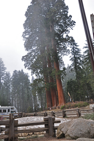 a cluster of 3 sequoia trees