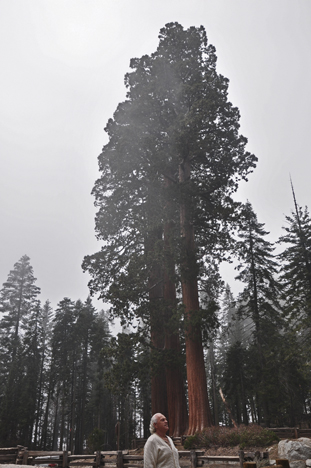 a cluster of 3 sequoia trees and Lee Duquette
