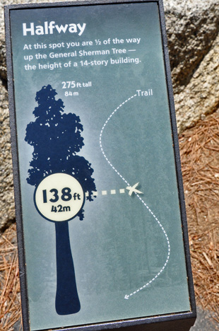 SIZE SIGNS ABOUT THE TREE