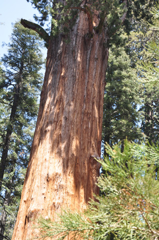 The Sherman Tree