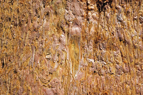 sequoia bark
