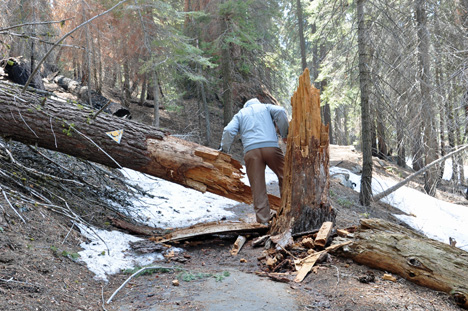 lee climbing over a broken, fallen tree