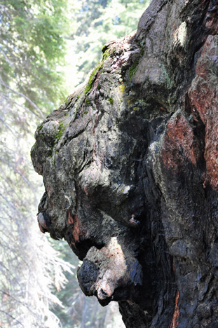 close-up of a wort on the tree