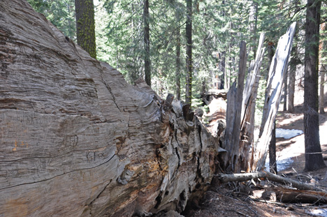 A lengthy view of part of a fallen tree.