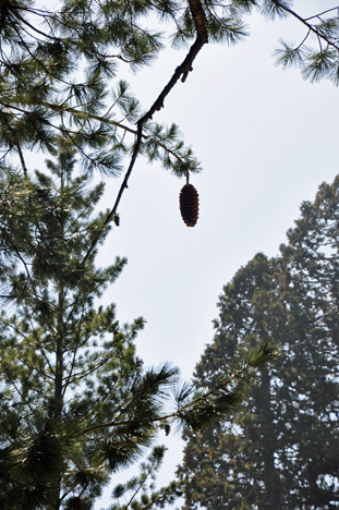 acorn in the tre