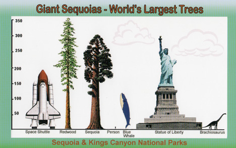 chart to compare the size of sequoias trees and other stuff