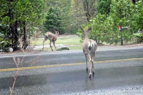 deer crossing road