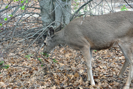 deer eating grass