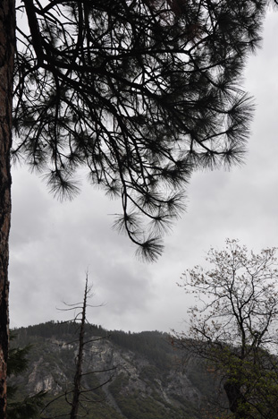 tree and mtn