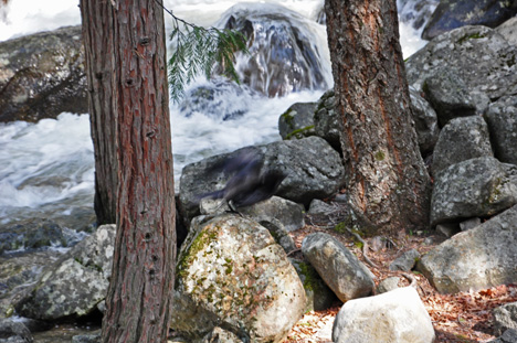 the Merced River