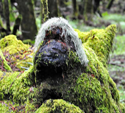 moss covered tree