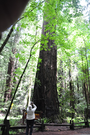 Lee and the Parson Jones tree