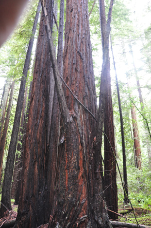 big redwood trees