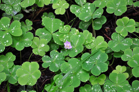 Redwood Sorrell  with water spots and a flower