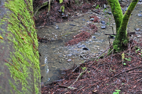 a small stream