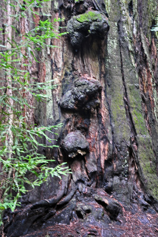 Burls - a common growth on trunks and bases