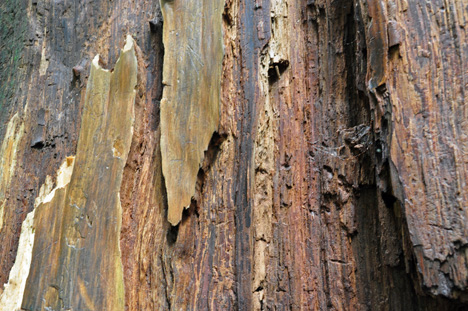 closeup of tree bark