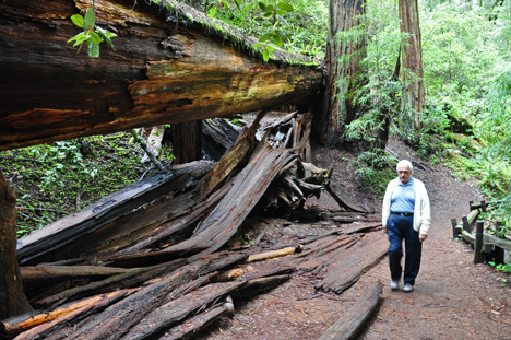 Lee Duquette walking by a felled tree