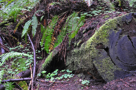 moss on the felled tree