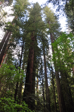 big redwood trees