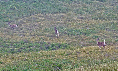 three deer running away