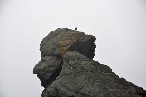 Two birds on top of the rock