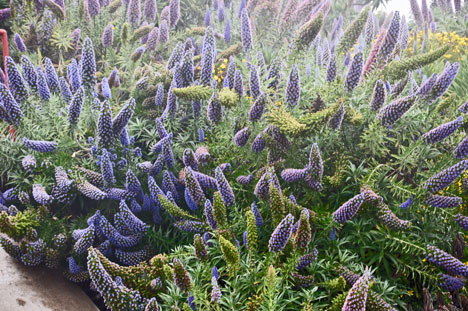 flowers beside the entry to the Golden Gate Bridge