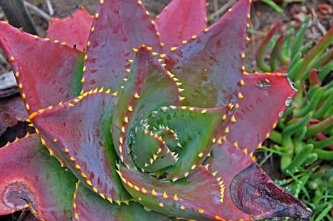 a type of aloe