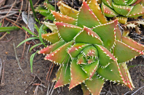 a type of aloe