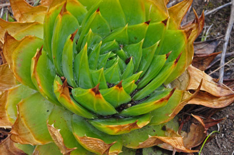 a type of aloe