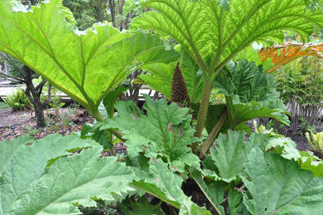 Chilean rhubarb 