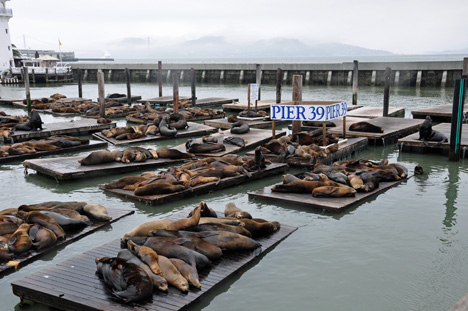 Seals at Pier 39 at Fisherman's Wharf