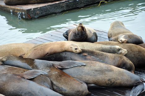 seals at Pier 39 at Fisherman's Wharf