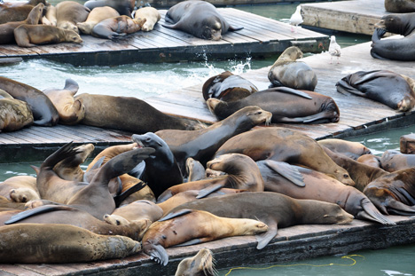 seals at Pier 39 at Fisherman's Wharf