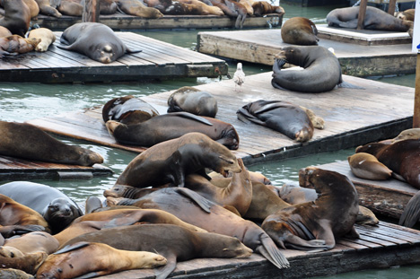 seals at Pier 39 at Fisherman's Wharf