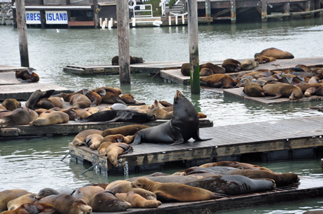 a seal making noise