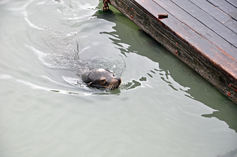 a seal swimming