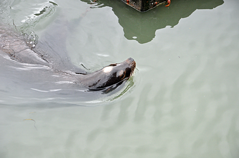 a seal swimming